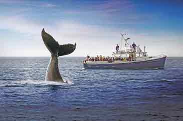whale watching cape breton
