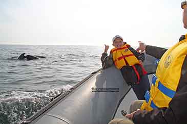 whale watching cape breton